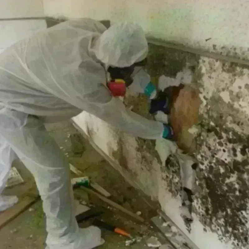 Mold Remediation and Removal in Lenexa, KS